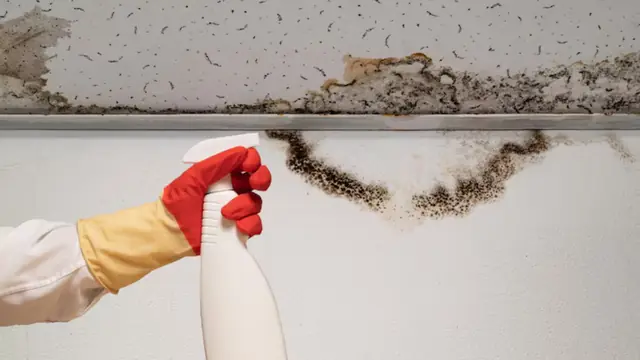 Dark mold growth along a ceiling edge above a wall being sprayed with a cleaner bottle